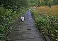 _MG_0164 ruffian on walkway-cranberry.jpg