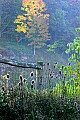 _MG_1369 teasel and fence.jpg