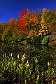 _MG_1481 blackwater river, thomas, wv.jpg