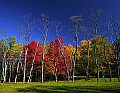 _MG_1544 blackwater fall color 85x11.jpg