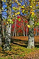 _MG_1571 blackwater falls fall color.jpg