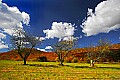 _MG_1616 apple trees-cortland road sat.jpg