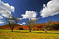 _MG_1616 apple trees-cortland road.jpg