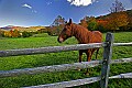 _MG_1848 horse in corral.jpg