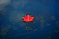 _MG_3303 red leaf in blue water-babcock state park.jpg