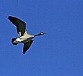 _MG_1358 canadian goose.jpg