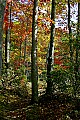 _MG_2299 fall color-boley lake-babcock state park.jpg