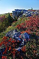 _MG_9106 dolly sods-bear rocks.jpg