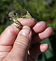 _MG_9217 captured ruby-crowned kinglet.jpg