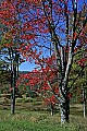 _MG_9275 canaan valley fall.jpg