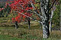 _MG_9277 canaan valley fall.jpg