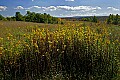 _MG_9417 goldenrod and fall color.jpg