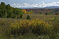 _MG_9426 goldenrod and fall color.jpg