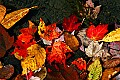 _MG_9541fall color in blackwater river.jpg