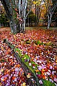 _MG_1557 canaan valley state park-Fall color.jpg