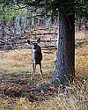 _MG_1565 canaan valley state park-doe near blackwater river and fall color.jpg