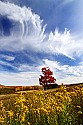 _MG_1836 sugar maple under a wispy canaan valley state park sky in west virginia.jpg