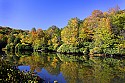 _MG_1966 fall color along the blackwater river near thoma-wv.jpg