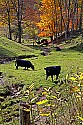 _MG_2011 red creek road-black angus grazing.jpg