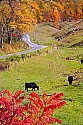 _MG_2029 black angus and fall color.jpg