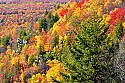 _MG_2130 blackwater river canyon fall color.jpg