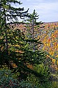 _MG_2188 blackwater falls overlook fall color.jpg