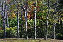 _MG_2290 blackwater falls state park fall color.jpg