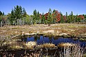 _MG_2306 cotton grass in bog area of  black water falls state park.jpg