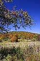 _MG_2323 apple tree along cortland road - canaan valley state park.jpg