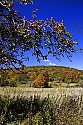 _MG_2338 apples on tree along cortland road in canaan valley wv.jpg