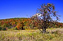 _MG_2355 apple tree along cortland road in canaan valley wv.jpg