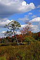 _MG_2407 canaan valley wildlife area.jpg