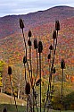 _MG_2475 teasel and fall color.jpg