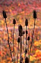 _MG_2494 teasel and fall color.jpg