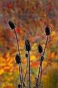 _MG_2500 teasel and fall color.jpg