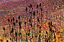 _MG_2510 teasel and fall color enhanced.jpg