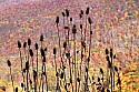 _MG_2510 teasel and fall color.jpg