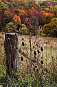 _MG_2514 teasel and fall color.jpg