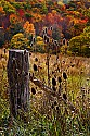 _MG_2520 teasel and fall color.jpg