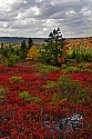 _MG_2549 Dolly Sods-fall color.jpg