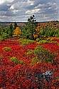 _MG_2554 Dolly Sods-fall color.jpg