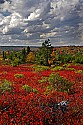 _MG_2555 Dolly Sods-fall color.jpg