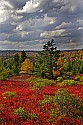 _MG_2558Dolly Sods-fall color.jpg