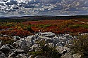 _MG_2592Dolly Sods-fall color.jpg