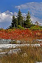 _MG_2600 Dolly Sods-fall color.jpg