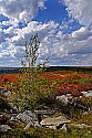 _MG_2611 dolly sods area.jpg