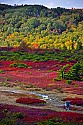 _MG_2658 backpacker on trail at Dolly Sods-fall color .jpg