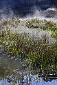 _MG_2722 Fog rises through grass in Beaver Pond at Babcock State Park.jpg