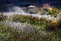 _MG_2733fog rises through grass on a beaver pond-Babcock State Park.jpg