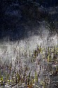 _MG_2740 fog rising through grass in Beaver Pond at Babcock State Park.jpg